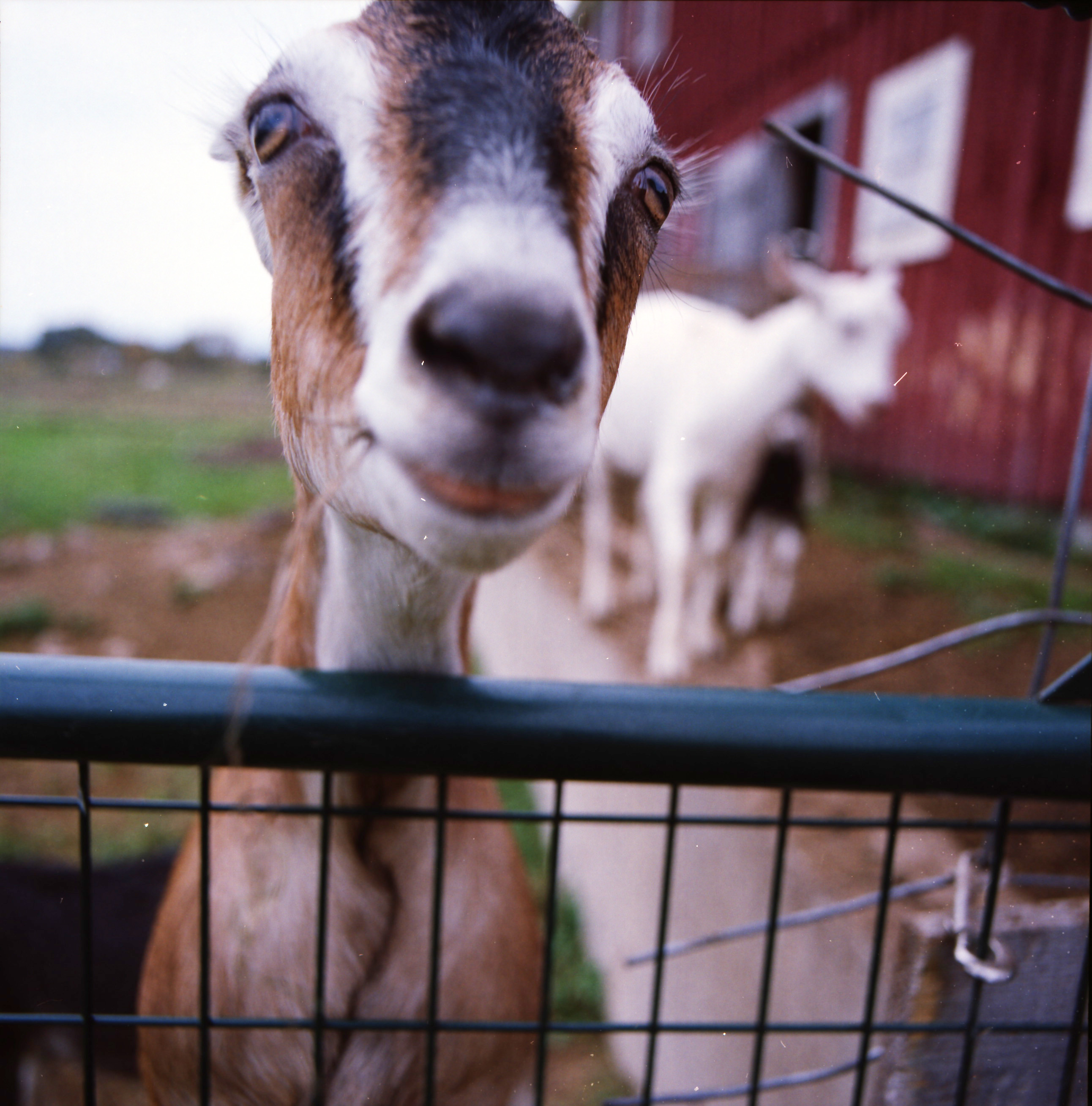Kid goat, Big Picture Farm